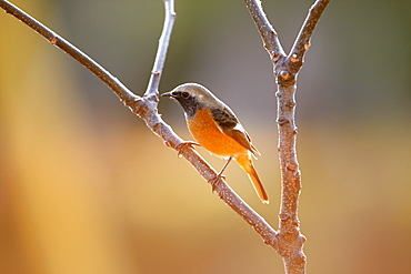 Daurian Redstart, Tokyo, Japan