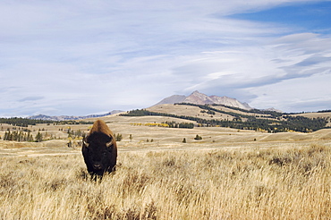 Yellowstone National Park, America