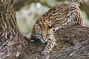 Ocelot