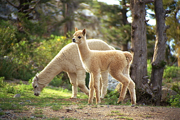 Alpaca, Peru