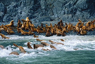 Steller Sea Lion