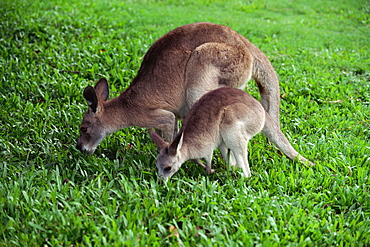 Eastern Grey Kangaroo