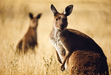 Gray Kangaroo