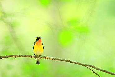 Narcissus Flycatcher, Hokkaido, Japan