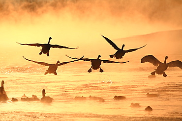 Swan, Hokkaido, Japan