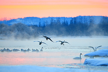 Swan, Hokkaido, Japan