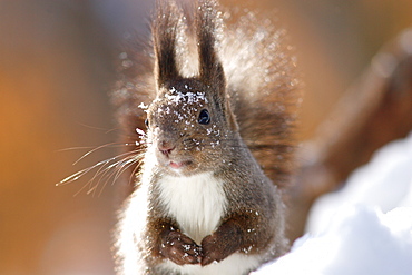 Hokkaido Squirrel