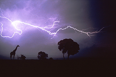 Silhouette of Giraffe and Plants in Thunderstorm