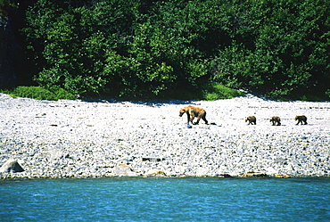 Mother Brown Bear Walking with her Cubs