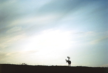 Silhouette of Moose