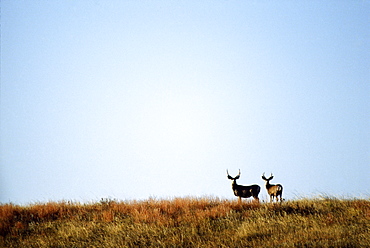 Two Elk Looking at Camera