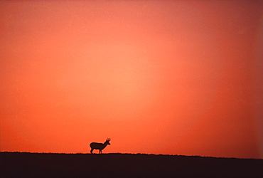 Silhouette of Moose