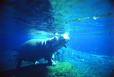 Hippopotamus Swimming Underwater