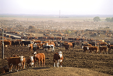 Cattle Farm