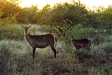 Three Deer Standing in Meadow