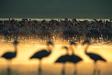 Flock of Flamingoes