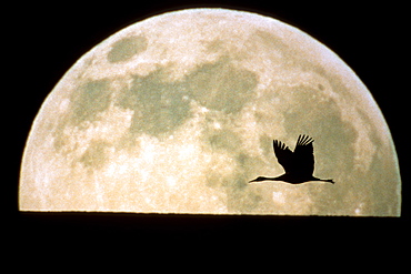 Flying Crane Silhouette and Moon