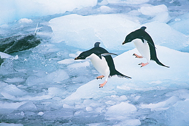 Two Penguins Preparing to Dive into the Water