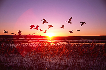 Ducks Flying in Evening View