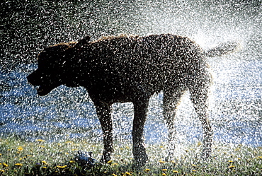 Wet Dog Shaking Off Excess Water