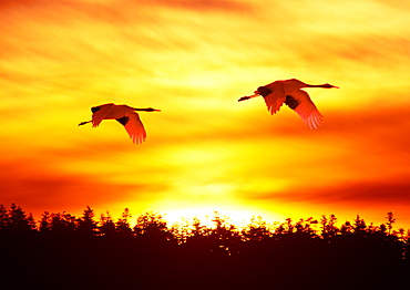 Japanese Cranes Flying in Mid-Air