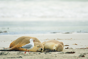 Australia Sea Lion