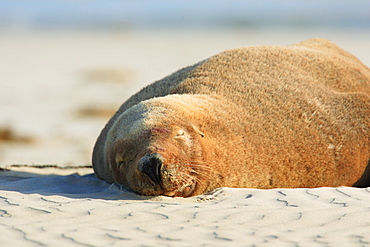 Australia Sea Lion