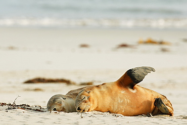 Australia Sea Lion