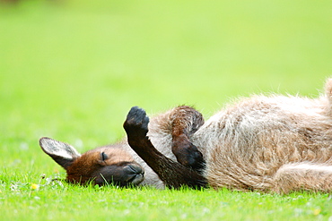 Kangaroo Island Kangaroo