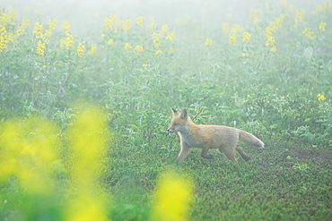 Red Fox