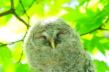 Ezo Ural Owl