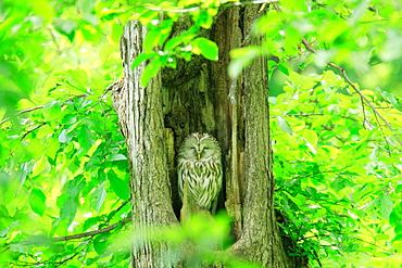 Ezo Ural Owl