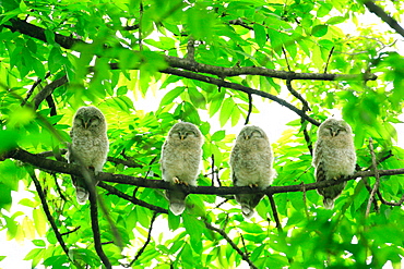 Ezo Ural Owl