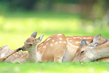 Honshu Sika