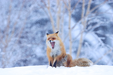 Red Fox