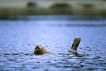 Harbor Seal