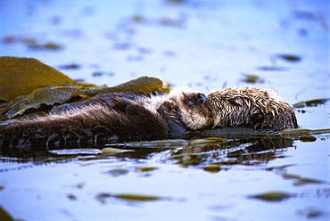 Californian Sea Otter