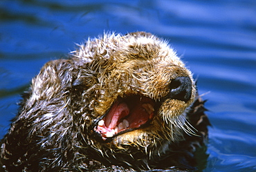 Californian Sea Otter