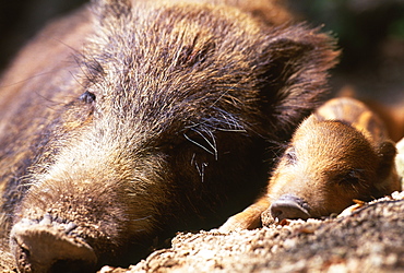 Japanese Wild Boar