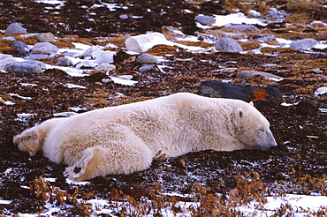 Polar Bear