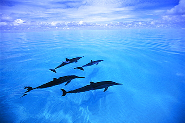 Hawaiian Long Beaked Porpoise