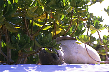 Hawaiian Monk Seal