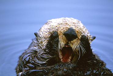 Californian Sea Otter