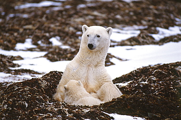 Polar Bear