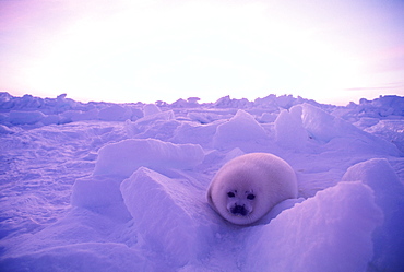 Harp Seal