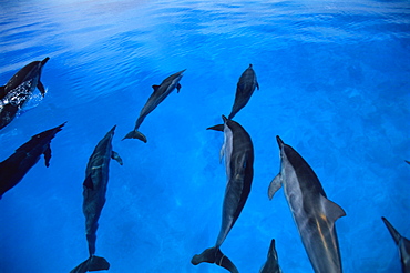 Hawaiian Spinner Dolphin