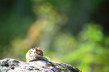 Tamias Sibiricus Lineatus