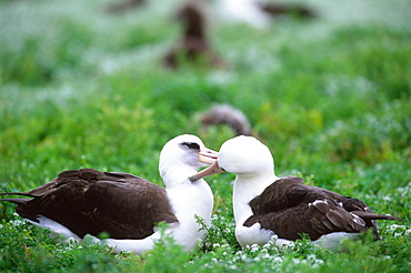 Laysan Albatross