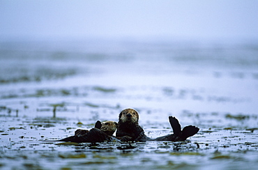 Californian Sea Otter