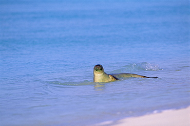 Hawaiian Monk Seal